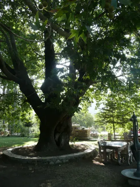 Kazdağı Jeep Safari Darıdere Tabiat Parkı - Görsel 4
